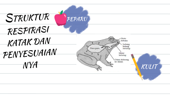 STRUKTUR RESPIRASI KATAK DAN PENYESUAIANNYA by Nurul Izzaty on Prezi
