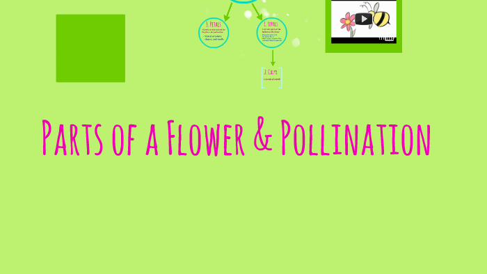 Parts of a Flower & Pollination by Morgan Powell on Prezi