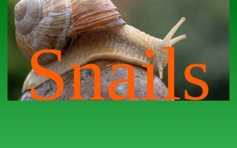 Snail Information Report by Melissa Abbott