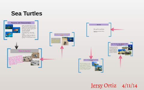 Sea Turtles by jersy ortiz on Prezi