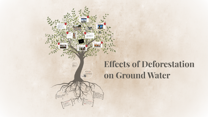 Effects of Deforestation on Ground Water by Kelsey Morton on Prezi