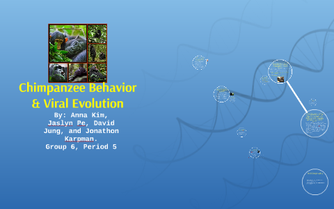 Chimpanzee Behavior & Viral Evolution by Jonathon Karpman on Prezi