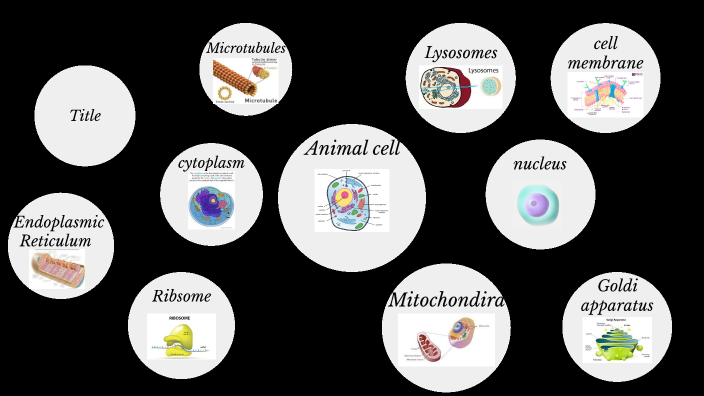 Animal cell by Andy Delgado on Prezi