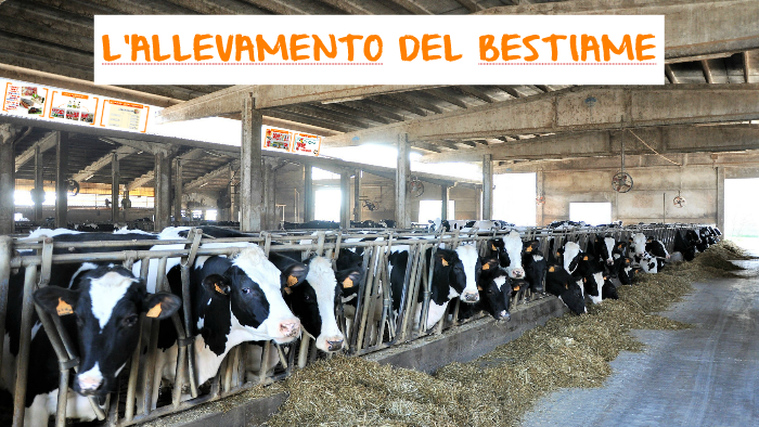 Allevamento Del Bestiame By Tecnologia Online