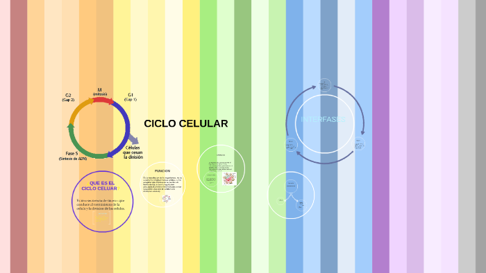 Ciclo celular by ximena castillo on Prezi