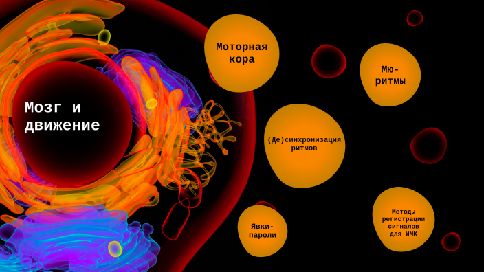 Моторная кора 1