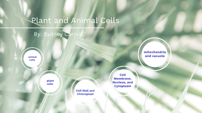 plant and animal cells by sydney carroll on Prezi