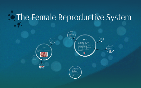 The Female Reproductive System by Erin Troutman on Prezi