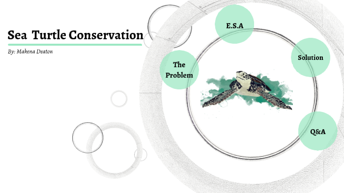 Sea Turtle by Makena Deaton on Prezi