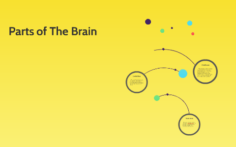Parts of The Brain by Joey Rickman on Prezi
