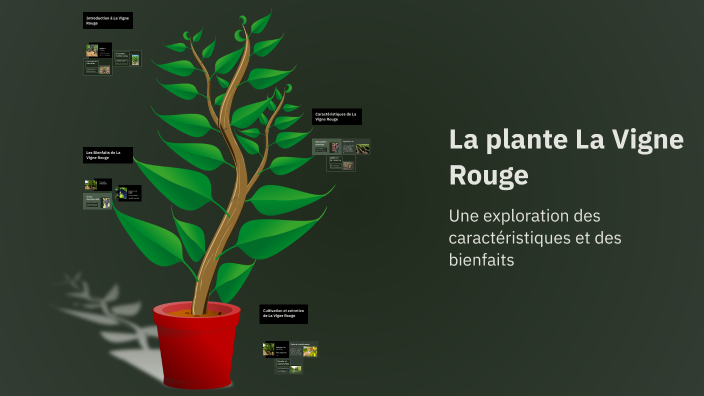 La plante La Vigne Rouge by bou el on Prezi