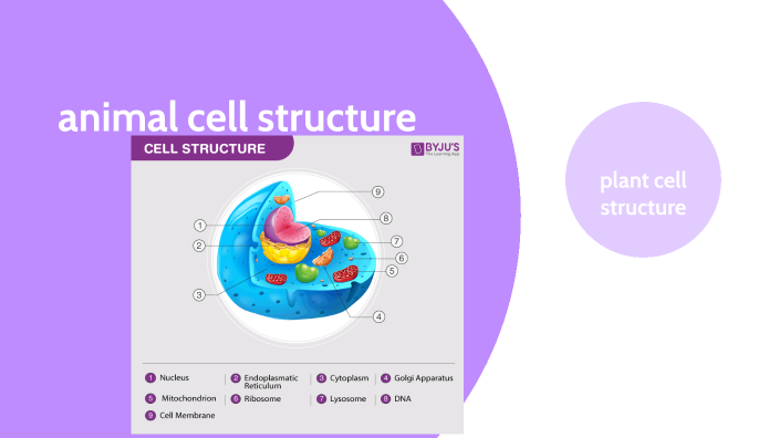 Animal and Plant cells by mirthe wilmink on Prezi