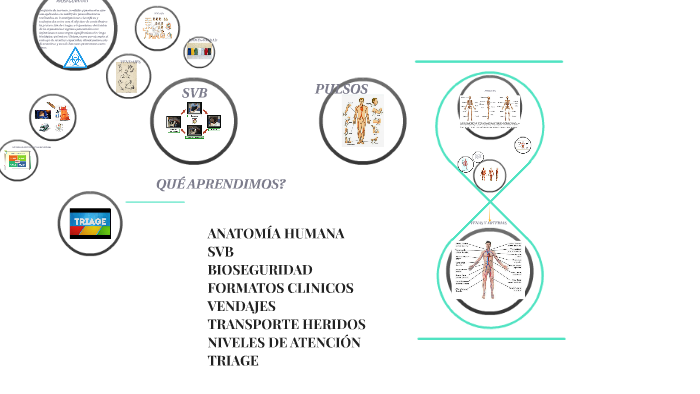 ANATOMÍA HUMANA by Sara Cristina Zapata Cuartas on Prezi