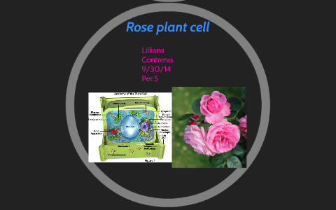 Contreras Lilliana Rose plant cell by Lilliana Contreras