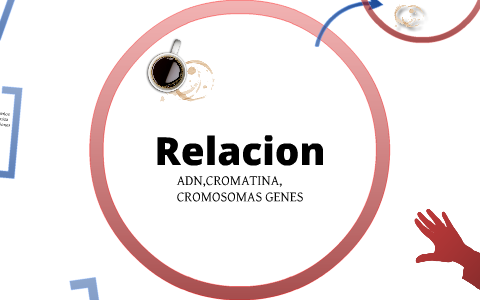 Relacion Adn Cromatina Genes Y Cromosomas By Jose De La Rosa On Prezi Next