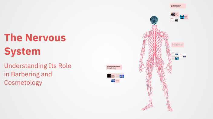 The Nervous System by Evie Martinez on Prezi