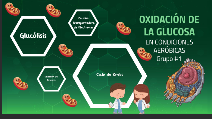 Oxidación de la Glucosa en condiciones aeróbicas by ERICKA BEATRIZ CHAY