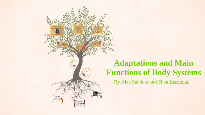 adaptations-and-main-functions-of-body-systems-by-alec-sanders