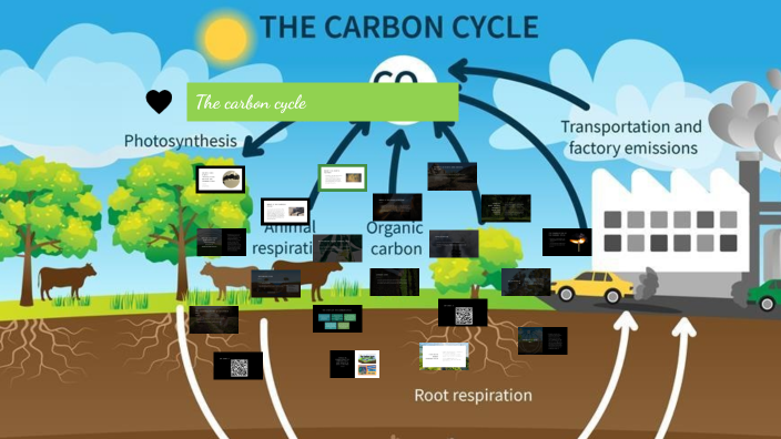 The carbon cycle by Stacy Alvarado on Prezi