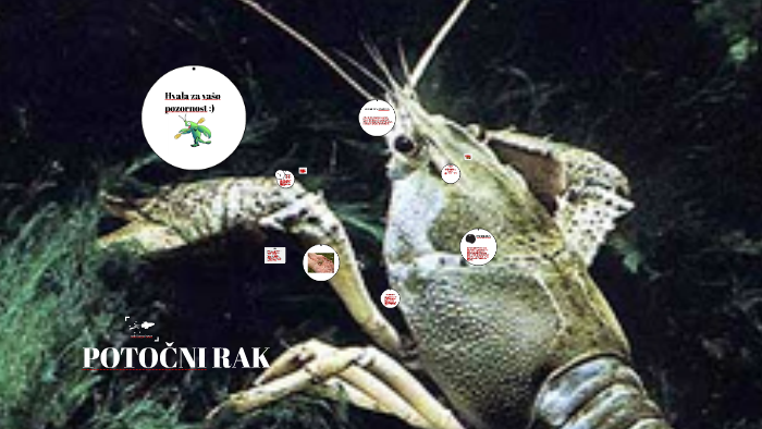 POTOČNI RAK by Ariana Rogina on Prezi