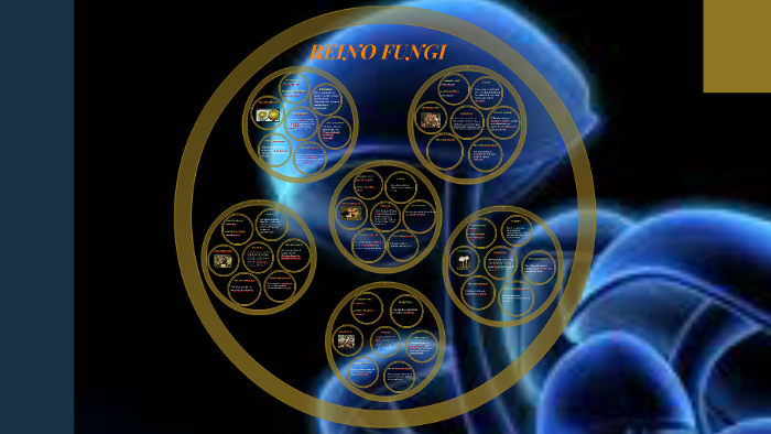 reinos by juan david patiño martinez on Prezi