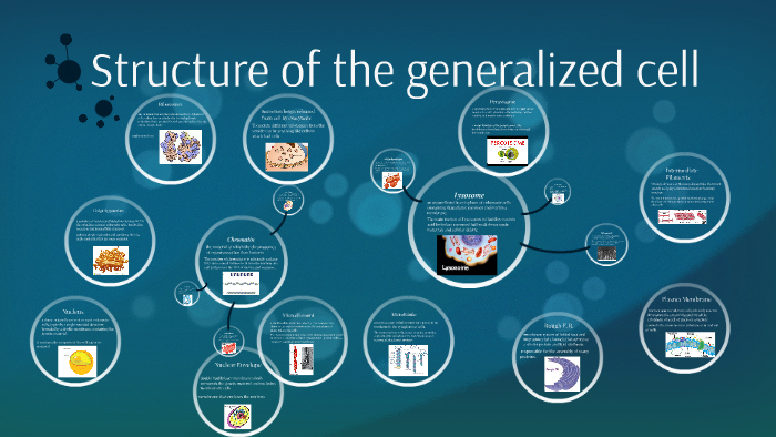 Structure of the animal cell by A Ung on Prezi