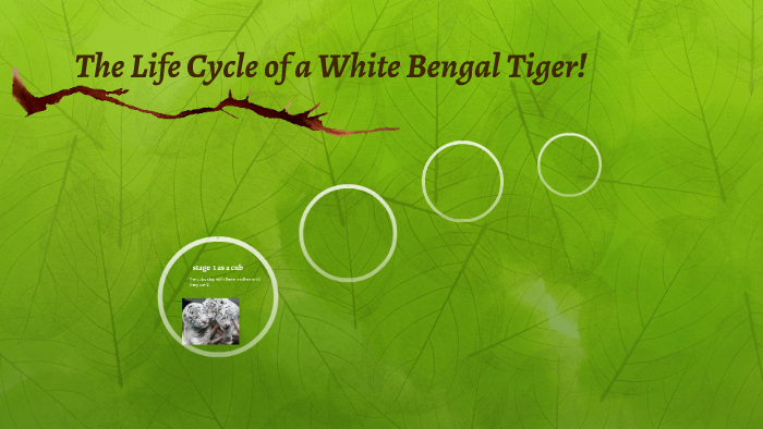 The Life Cycle of a White Bengal Tiger! by Student Group 4 CSCC on Prezi