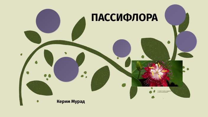 Пассифлора by Khagan Muradov on Prezi