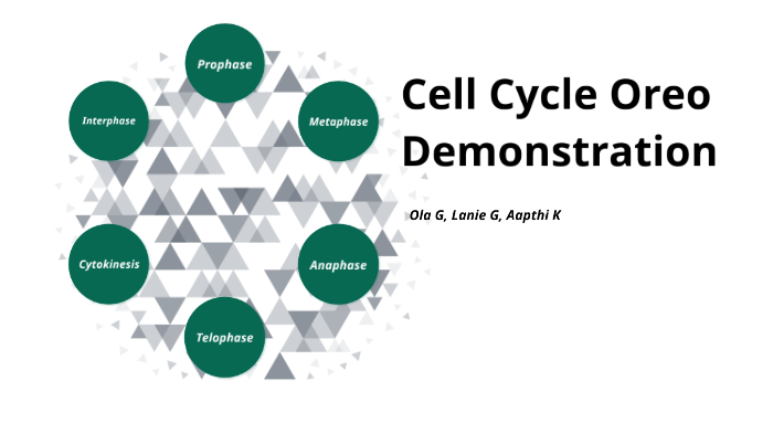 Cell Cycle Oreo Lab by Ola Gradzka on Prezi