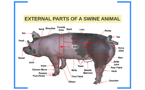 The External Parts Of A Pig