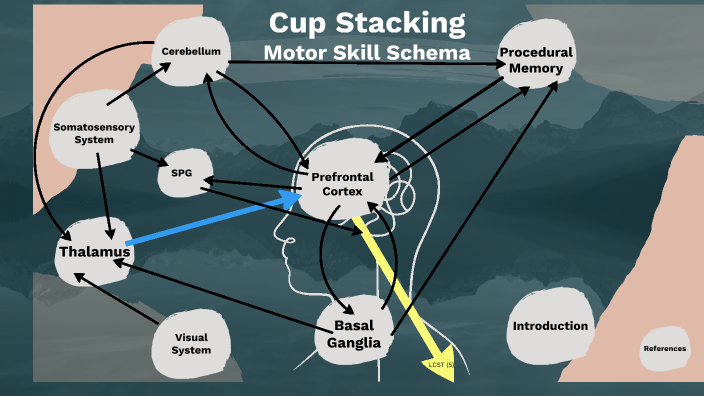 Motor Schema - Cup Stacking by Payton Stock on Prezi