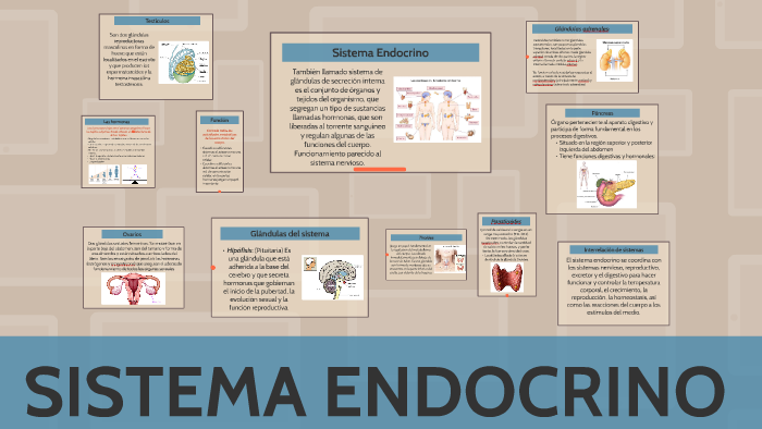 SISTEMA ENDOCRINO by Carmen Acuña