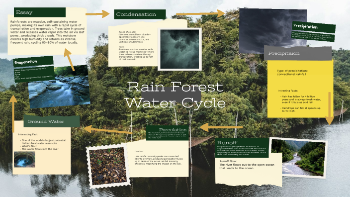 Rain Forest Water Cycle by Emily Wedekind on Prezi