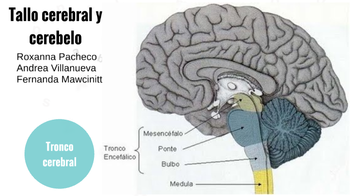 Tallo cerebral y cerebelo by Fernanda Mawcinitt on Prezi