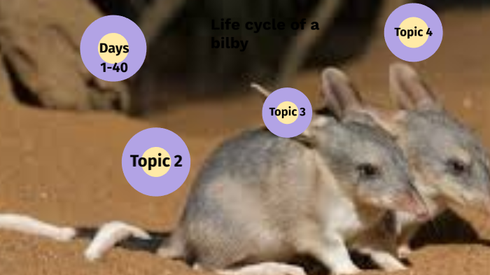 Life cycle of a Bilby by Charlotte Elliott on Prezi Next