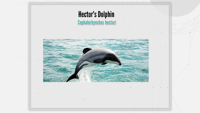 Hector's Dolphin (Cephalorhynchus hectori) by Ebony Wangia