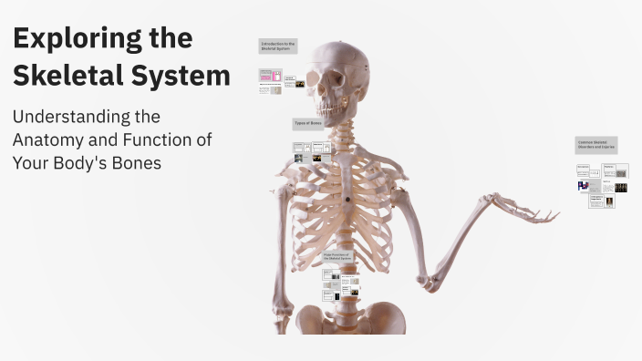 Exploring the Skeletal System by julia seedhouse on Prezi