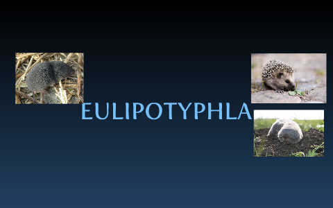 The Eulipotyphla Order by Alex Sirois on Prezi
