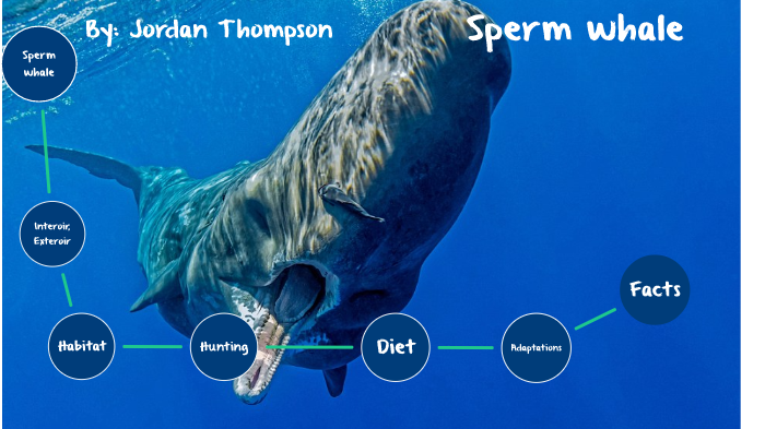 Thompsonsperm Whale By Jordan T On Prezi