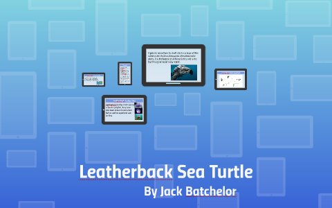 Leatherback Sea Turtle by Jack Batchelor on Prezi