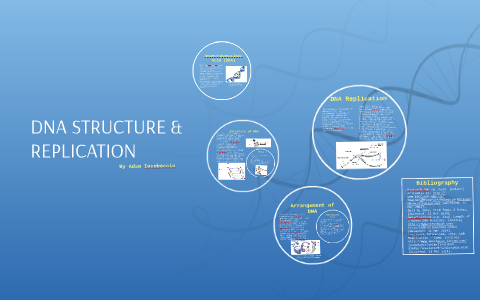 DNA REPLICATION by Adam I on Prezi