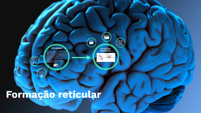 Formação reticular by camilla germano on Prezi