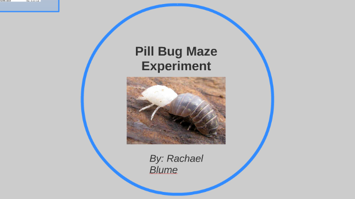 biology pill bugs experiment