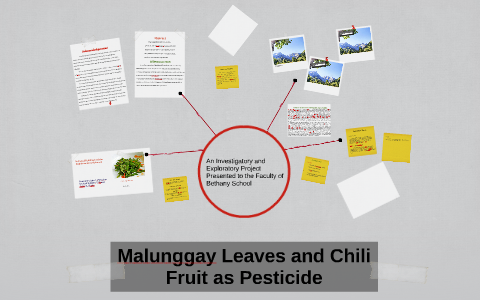 Malunggay as antibacterial soap pdf image