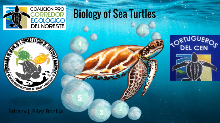 Biology of Sea Turtles by BRITANY J BAEZ-BONILLA on Prezi