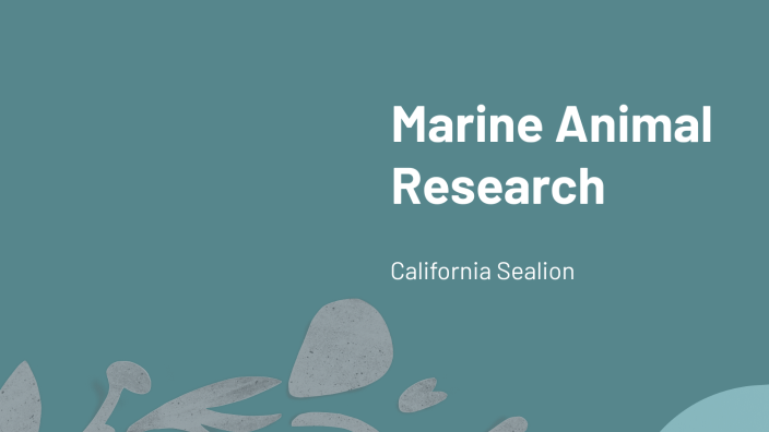 marine animal research project