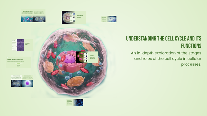 Understanding the Cell Cycle and Its Functions by Hannah Kiefer on Prezi