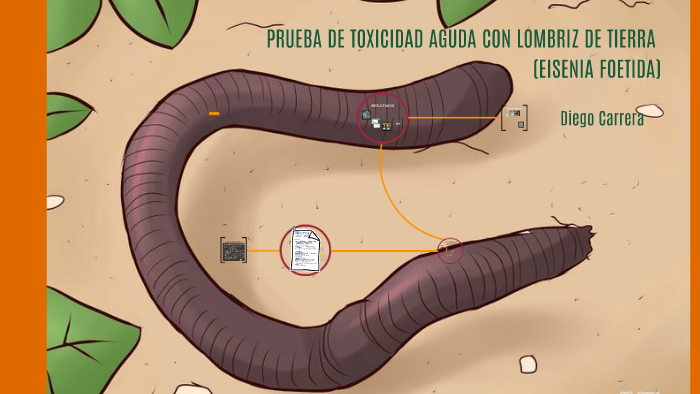 Prueba De Toxicidad Aguda Con Lombriz De Tierra By Diego Carrera