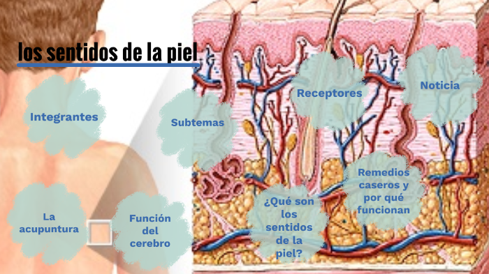 Los sentidos de la piel by manuela munera on Prezi