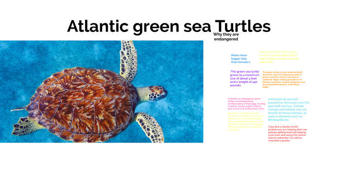 Green sea turtles by Jordan Fischer on Prezi